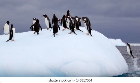 2,933 Penguin jumping Images, Stock Photos & Vectors | Shutterstock