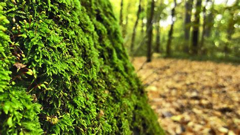 Wallpaper Moss Forest Closeup Macro Bokeh Nature Depth Of Field