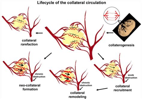 Collateral Circulation Definition Coronary Collateral Circulation