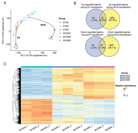 Ijms Free Full Text Transcriptomic And Metabolomic Investigation On Leaf Necrosis Induced By