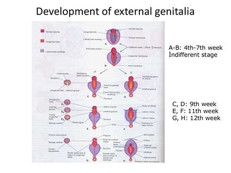 Development Of The Male And Female Genital Tracts