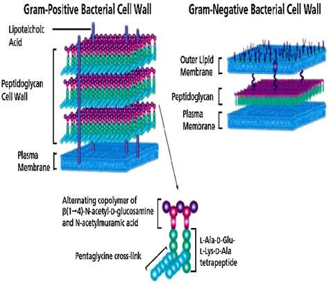 Structure of the bacterial cell walls. | Download Scientific Diagram