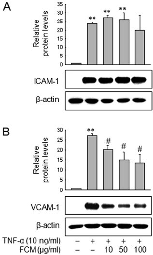 The Effects Of Fcm On Phosphorylation Of Pkc And Akt In Mda Mb