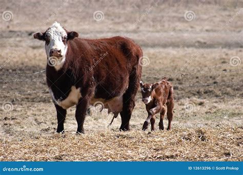 Mother Cow And Calf Stock Photo Image Of Mammal Ranch