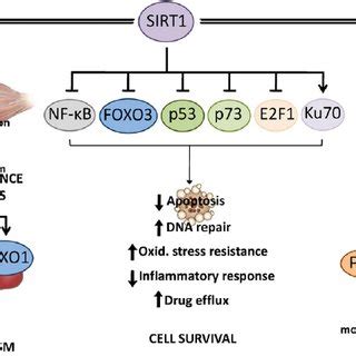 Sirt Promotes Cell Survival Through The Deacetylation Of P Foxo A