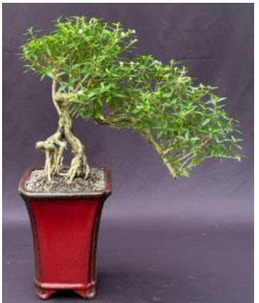 White Serissa Flowering Bonsai Tree Plantly