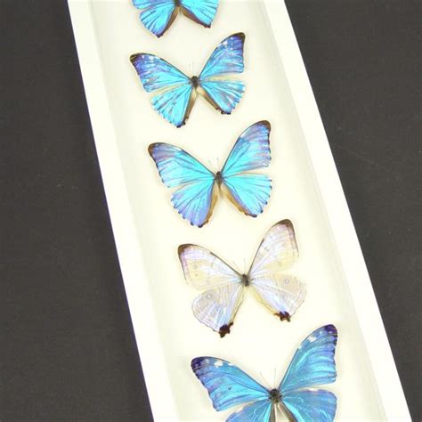 Diamond Morpho Butterfly Collection Framed Taxidermy Vibrant