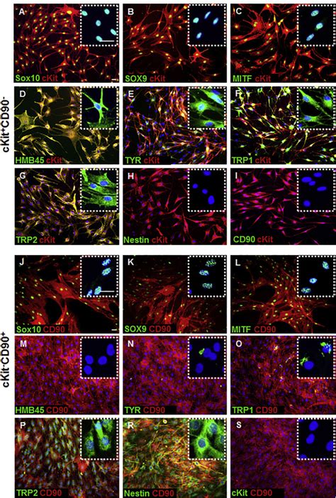 Characterization Of A Melanocyte Progenitor Population In Human