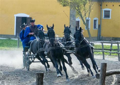 Hungarian Horsemanship Travel Past 50