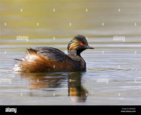 Black Necked Grebe Swimming Hi Res Stock Photography And Images Alamy