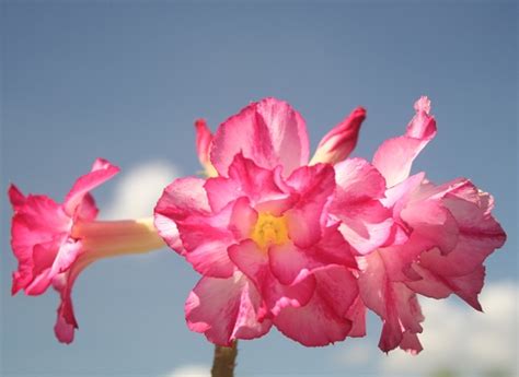 Adenium Plants Desert Roses Growing And Dormancy