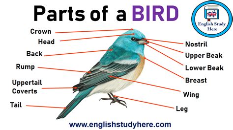 Bird Body Parts Diagram