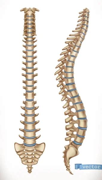 The Human Spine Vertebral Column Backbone Anterior Posterior