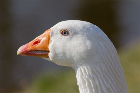 Deutsche Pekingente Legeleistung Charakter Und Haltung