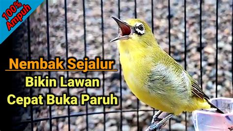 Pleci Gacor Ngalas Nembak Sejalur Pancingan Pleci Agar Cepat Buka Paruh