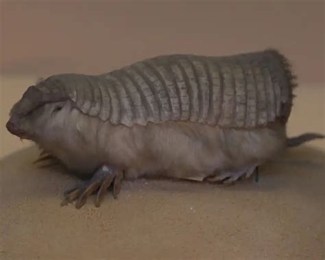 Pink Fairy Armadillo - Facts, Diet, Habitat & Pictures on Animalia.bio