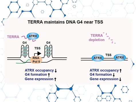 A Novel Mechanism Of Long Non Coding RNA In Epigenetic Regulation