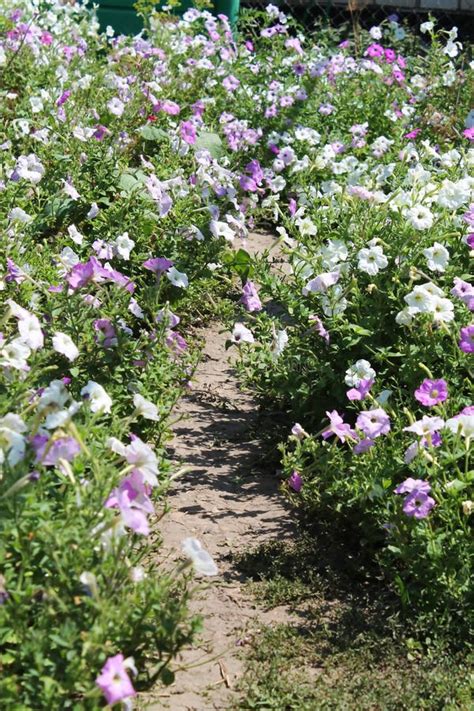 Flower Alley Stock Photo Image Of Labou Greens Nature 42826886