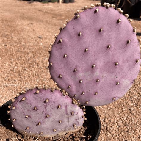 Opuntia Violacea Santa Rita Phoenix Desert Nursery