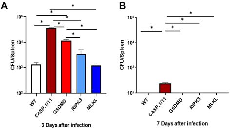 Long Lasting Fine Tuned Anti Tumor Activity Of Recombinant Listeria