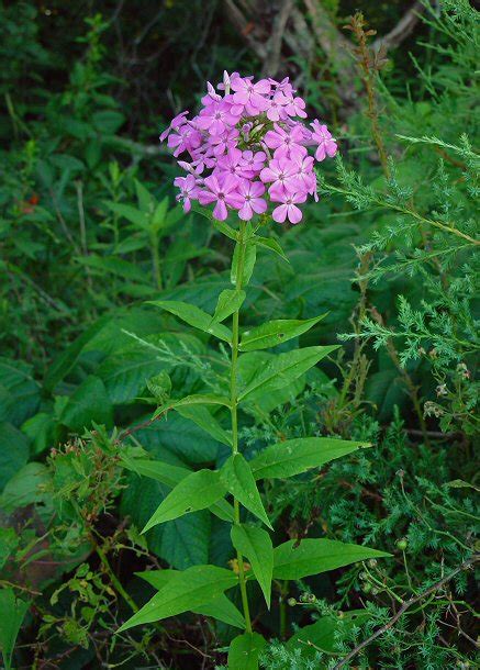 Phlox paniculata page