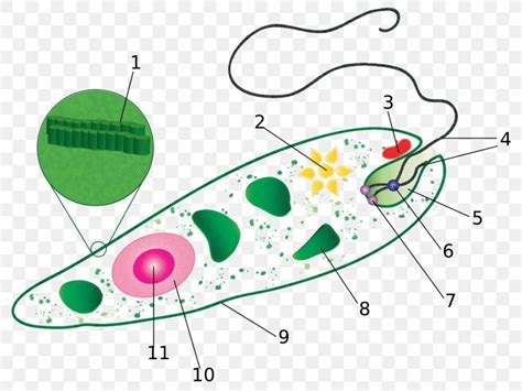 Euglena Cell Diagram