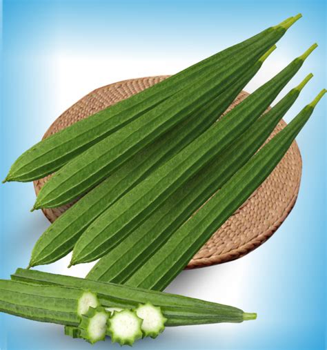 Jk Shesha Tender And Attractive Green Fruits Jk Agri Genetics Ltdjkagl