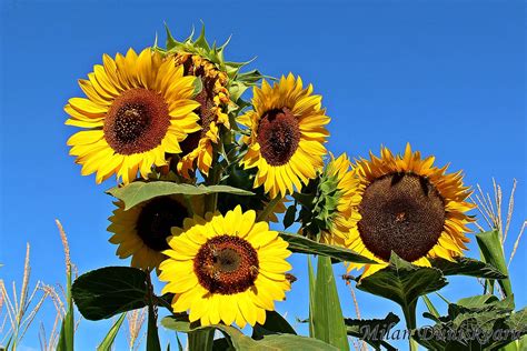 Suncokret Suncokret Helianthus Annuus Podunac Irasol Flickr