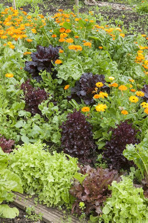 Best Companion Plants For Lettuce Live With Joyful