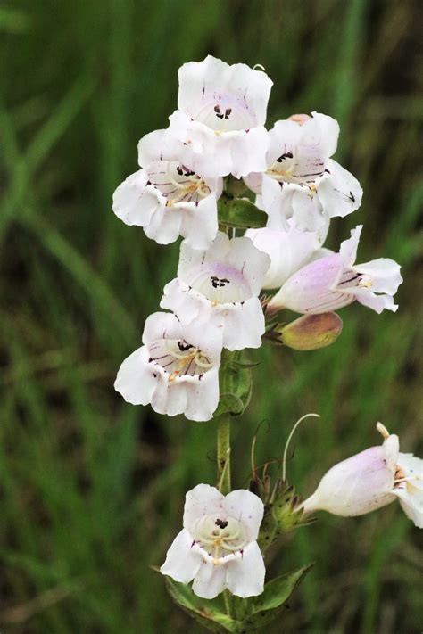 Foxglove Beardtongue Wildflowers Free Stock Photo Public Domain Pictures