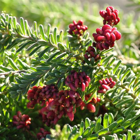 GREVILLEA LANIGERA MT TAMBORITHA WOOLLY GREVILLEA MOUNT TAMBORITHA