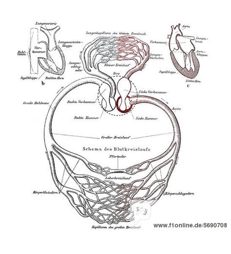 Blutkreislauf Anatomische Illustration