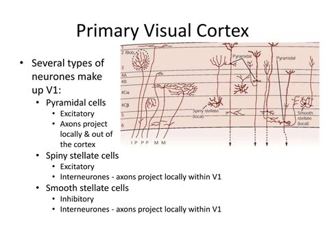 visual system  visual pathway basic pptx