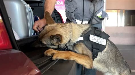 Un Perro De La Aduana Encontr Una Importante Suma De Dinero Escondida