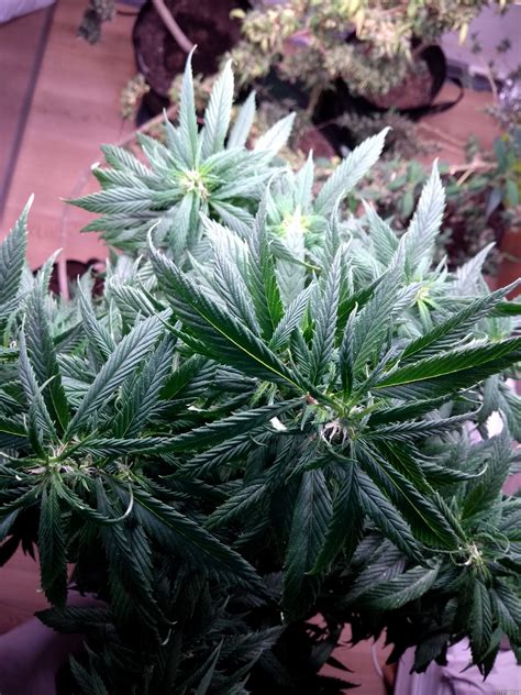 Strain Gallery Hindu Kush Sensi Seeds PIC 10122224075975359 By Idfix