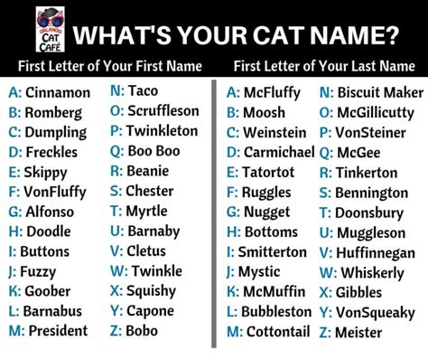 What's Your Cat Name? - Orlando Cat Café