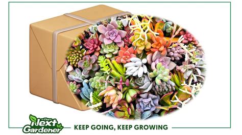 How To Propagate Your Succulents Successfully Succulent Garden Diy Propagating Succulents