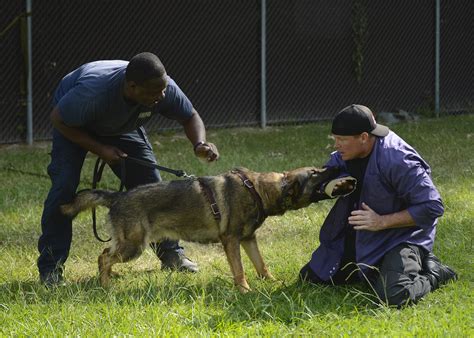 Are Police Dogs Trained To Bite
