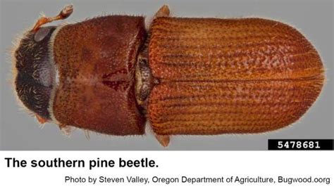 Southern Pine Beetle NC State Extension Publications