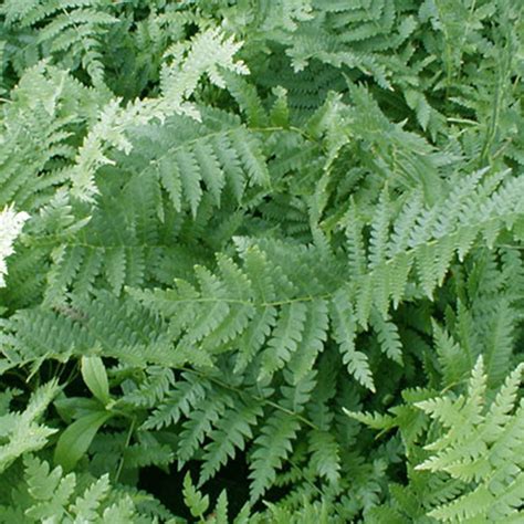 Osmunda Cinnamomea Horsford Gardens And Nursery