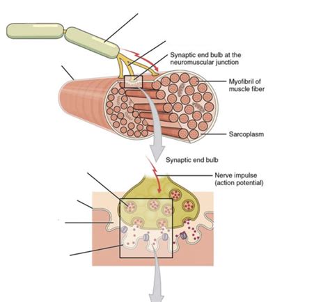 Neuromuscular Junction Diagram Quizlet