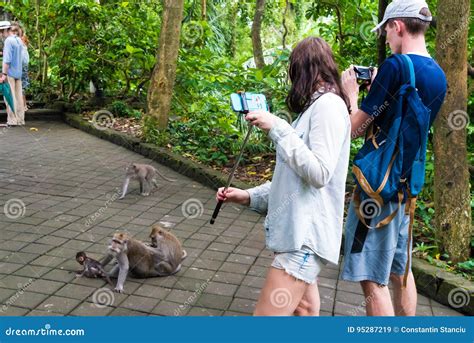 Macacos De Macaque Na Floresta Sagrado Do Macaco De Ubud Bali Imagem