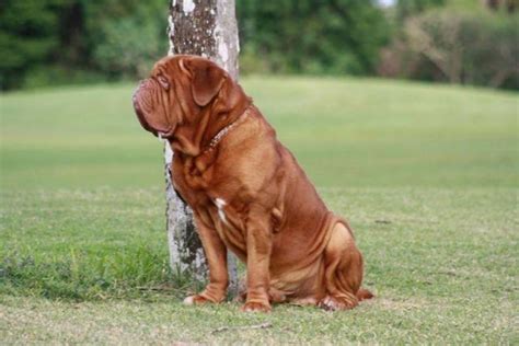 AKC Dogues de Bordeaux's Puppies for Sale in Auburn, Washington ...