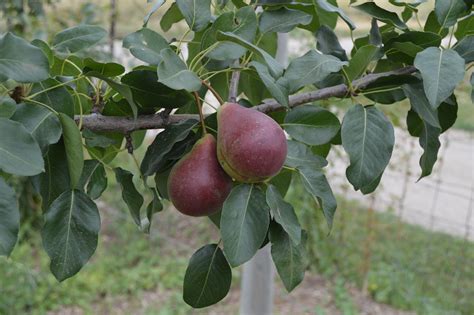 Pear Trees — Montana Fruit Tree Company