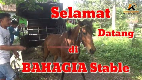 Kuda Baru Datang Di Bahagia Stable Youtube