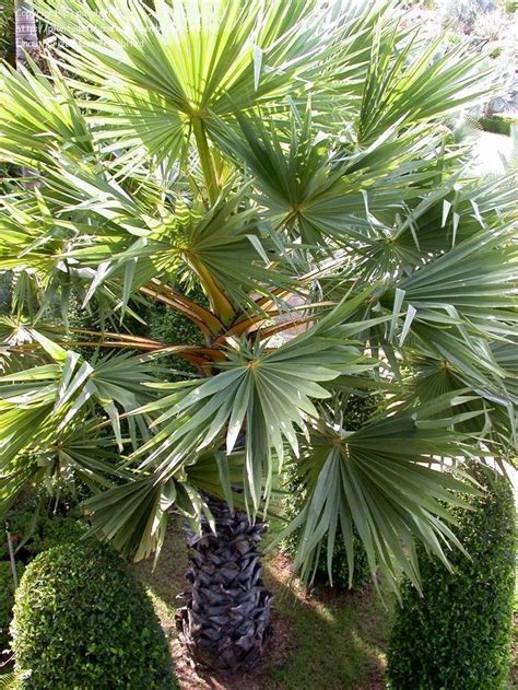 Plantfiles Pictures Asian Palmyra Palm Cambodian Palm Toddy Palm Sugar Palm Wine Palm