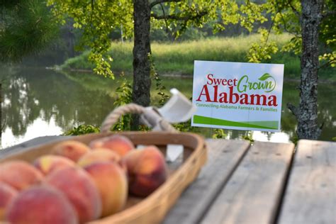 Alabama Extension To Celebrate Sweet Grown Alabama Day July 22 Alabama Cooperative Extension