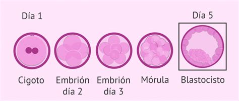 El cultivo largo de embriones y la clasificación de blastocistos