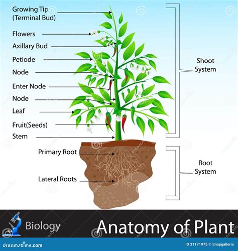 Anatomy of Plant stock vector. Illustration of leaf, cell - 31171975