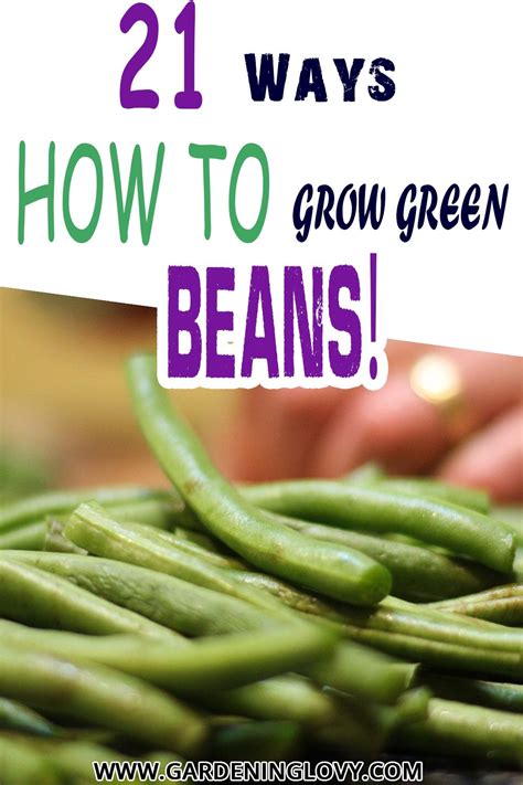 21 Best Ways How To Grow Green Beans Step By Step Guide Artofit